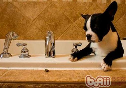 为什么狗狗不喜好沐浴