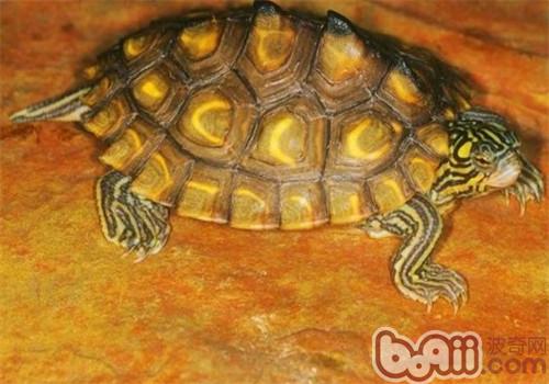 黄斑舆图龟的种类简介