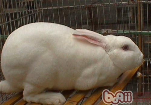 獭兔养殖的闭头技巧措施
