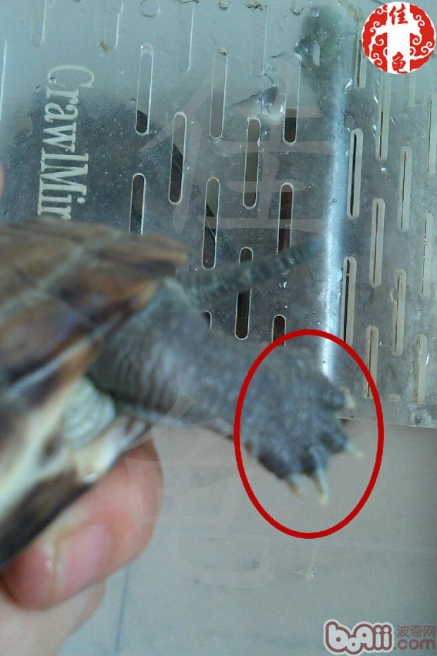 宠物龟钩爪（指甲和趾甲）的瞅护