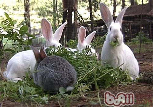 豢养兔子常用的饲料品种