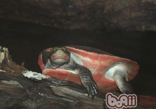 红腹短颈龟的种类简介