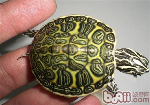 火光龟的种类简介