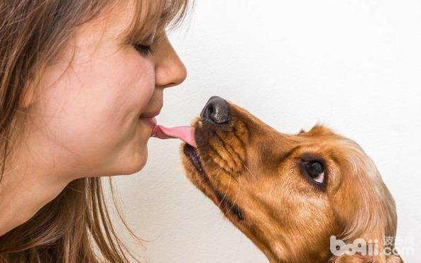 狗狗为什么喜佳舔人？狗狗舔人的缘故有哪些