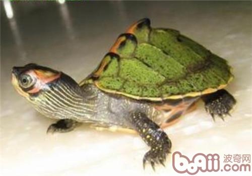 印度棱背龟的外表特性