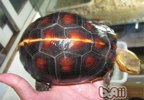 黄缘闭壳龟的表面特性及辨别