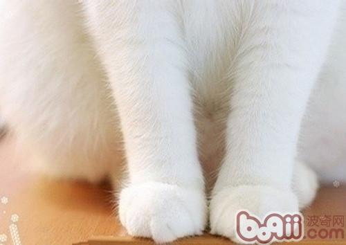猫咪爪部看护的要害性