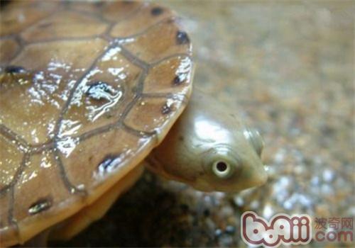 巴西蛇颈龟的喂食央求