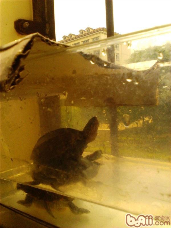 宿舍宠物水龟豢养指南之第二局部