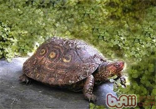 哥斯达黎加木纹龟的食物采用