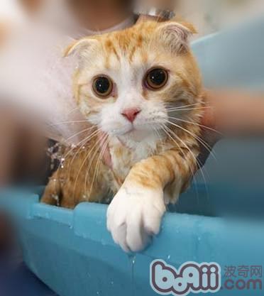 自治猫咪洗澡液的方式