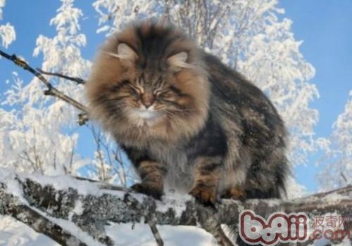 西伯利亚丛林猫的保护常识