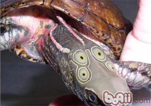 四眼斑水龟的种类简介