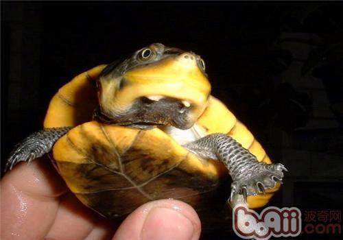亚马逊泥龟的种类简介
