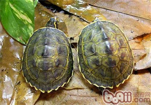 冠背龟的种类简介