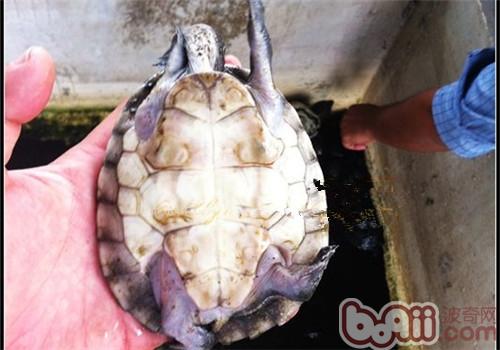 中美洲河龟的生计情况