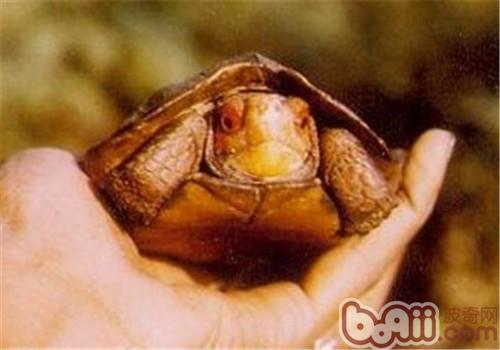 蔗林龟的豢养重心