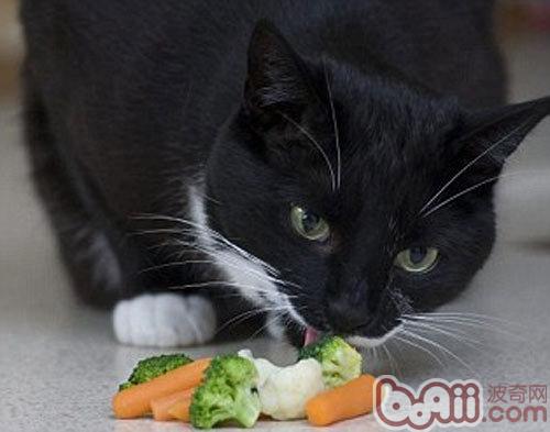 猫可没有不妨吃生果