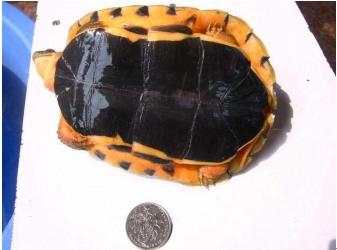 三线关壳龟群品种的辨别