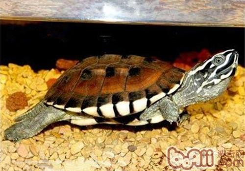 马来食螺龟的豢养重心