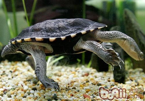 参瞅龟保护之澳洲长颈龟