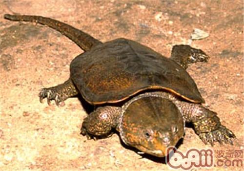 罕睹的淡水龟品种及养殖办法