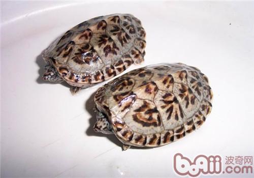 三弦巨型鹰嘴泥龟的外表特性