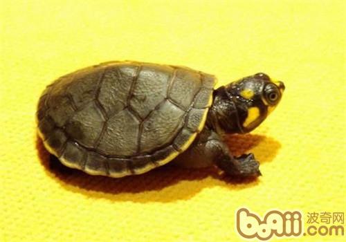 黄头侧颈龟的表面特性