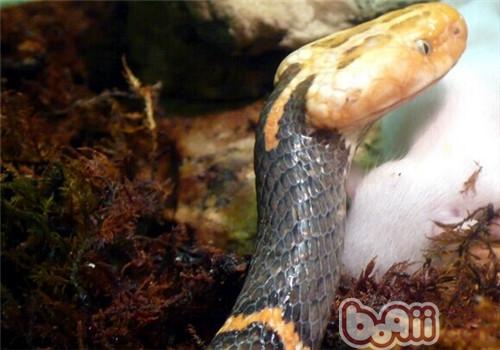 喜玛拉雅白头蛇的种类简介