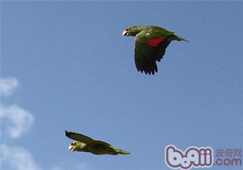 紫冠亚马逊鹦鹉的豢养常识