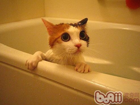 冬季给猫咪沐浴提防伤风