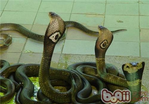 泰国眼镜蛇的种类简介