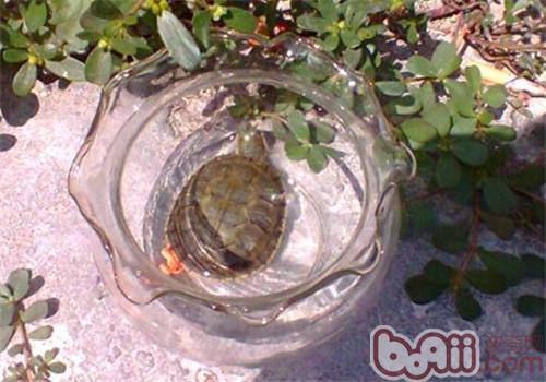 小容器豢养水龟勿忘荡涤处事