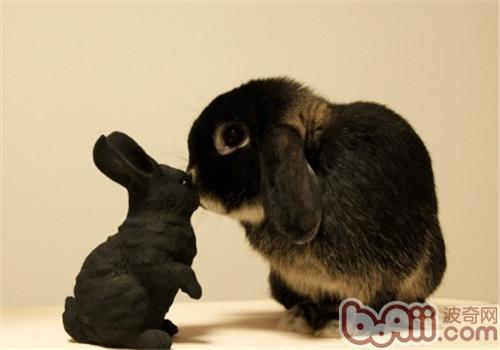 兔子为什么会啃咬足趾？