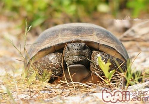 哥法地鼠龟的种类简介