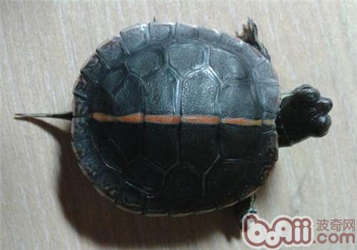 红纹锦龟的豢养注重事项