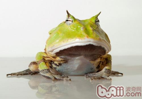 亚马逊角蛙的看护常识