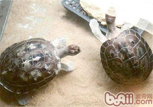 咸水泥彩龟的种类简介