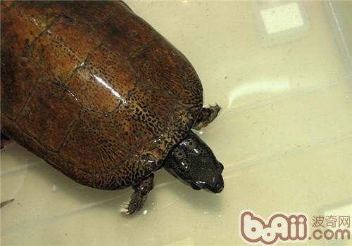 拟眼斑水龟的种类简介