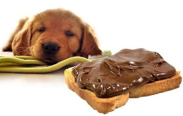 狗狗不妨吃巧克力吗？