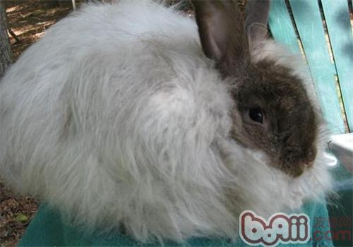 安哥拉兔的豢养及毛发的保护