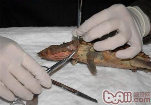 玛塔龟的尸检及剖解记载
