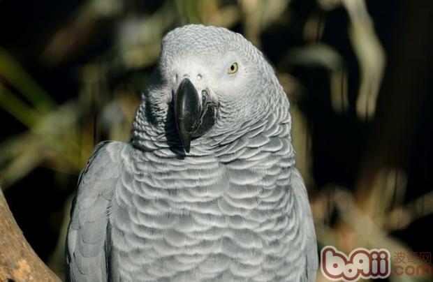 非洲灰鹦鹉的特性引见
