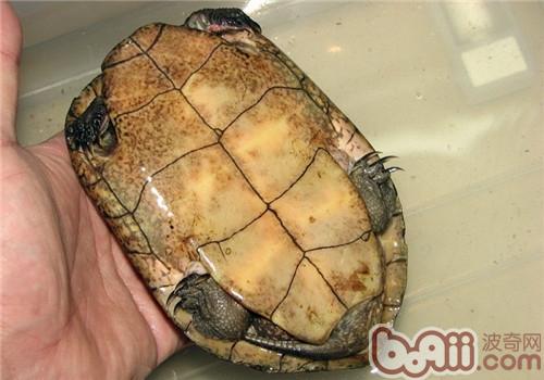 拟眼斑水龟的豢养重心