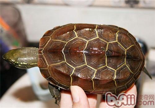 中华草龟的表面特性