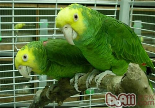 双黄头亚马逊鹦鹉的种类简介
