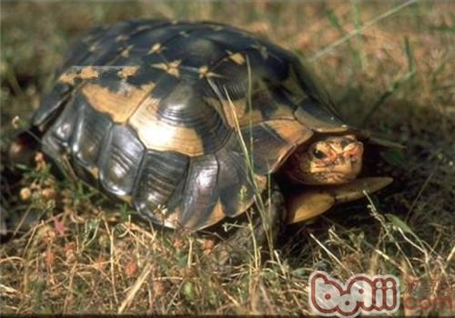 非洲折背陆龟的食物采用