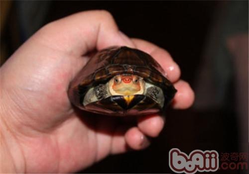 红面泥龟的形态特性