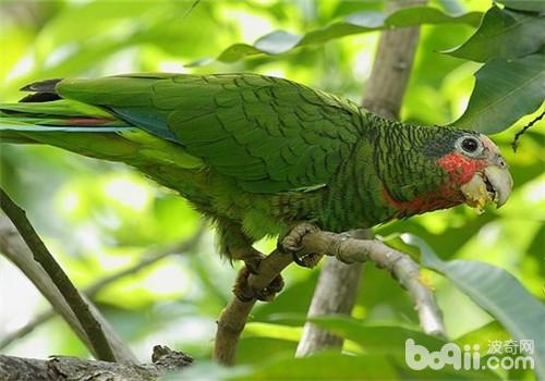 古巴亚马逊鹦鹉的形状特性