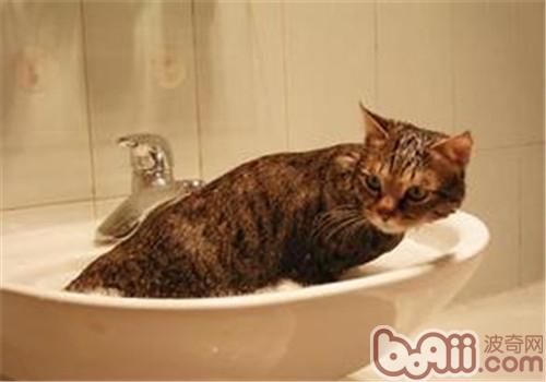 罕睹的猫咪洗发液有哪些